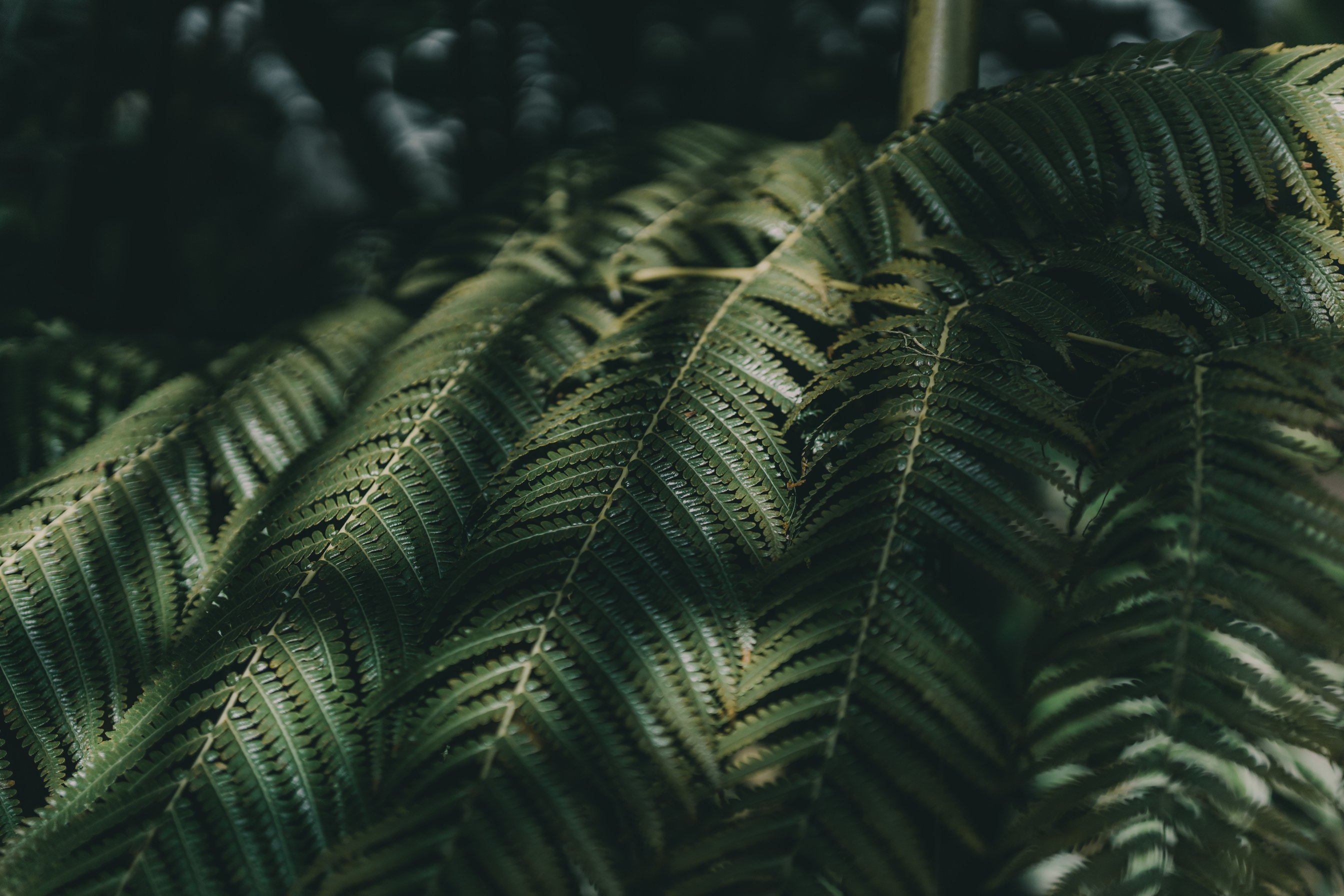 Lush Fern Leaves in Greenhouse